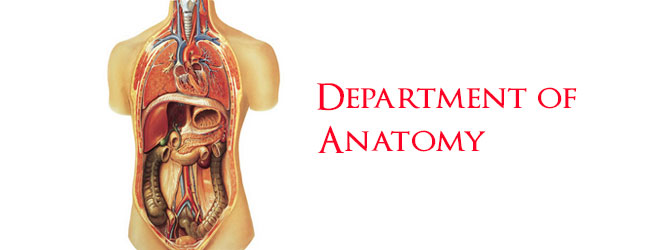 ANATOMY